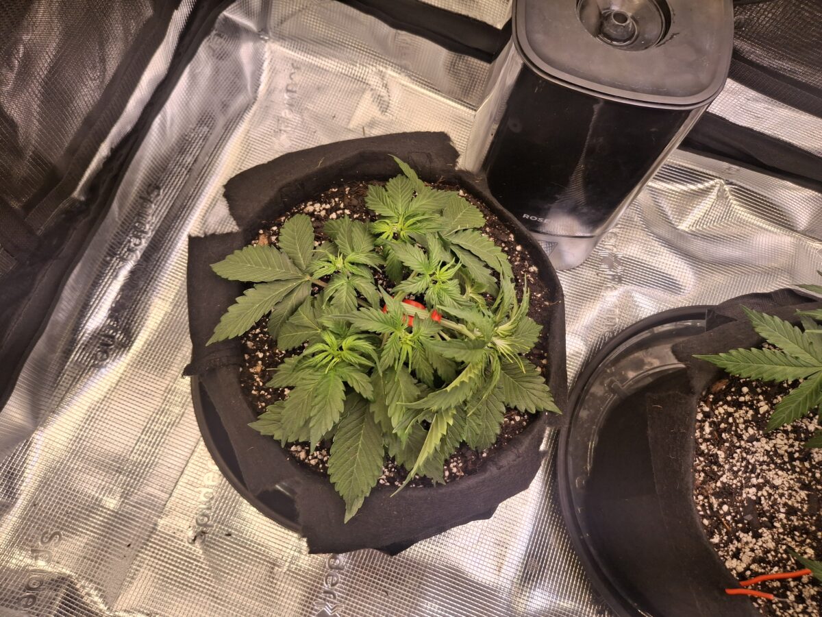 bbs-grow-diaries/week-554294-diary-548592-user-47707-6990d8d62bdd0