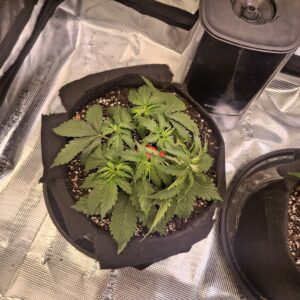 Vegetation Week - 4 - Lemon Skunk Autoflower - 4