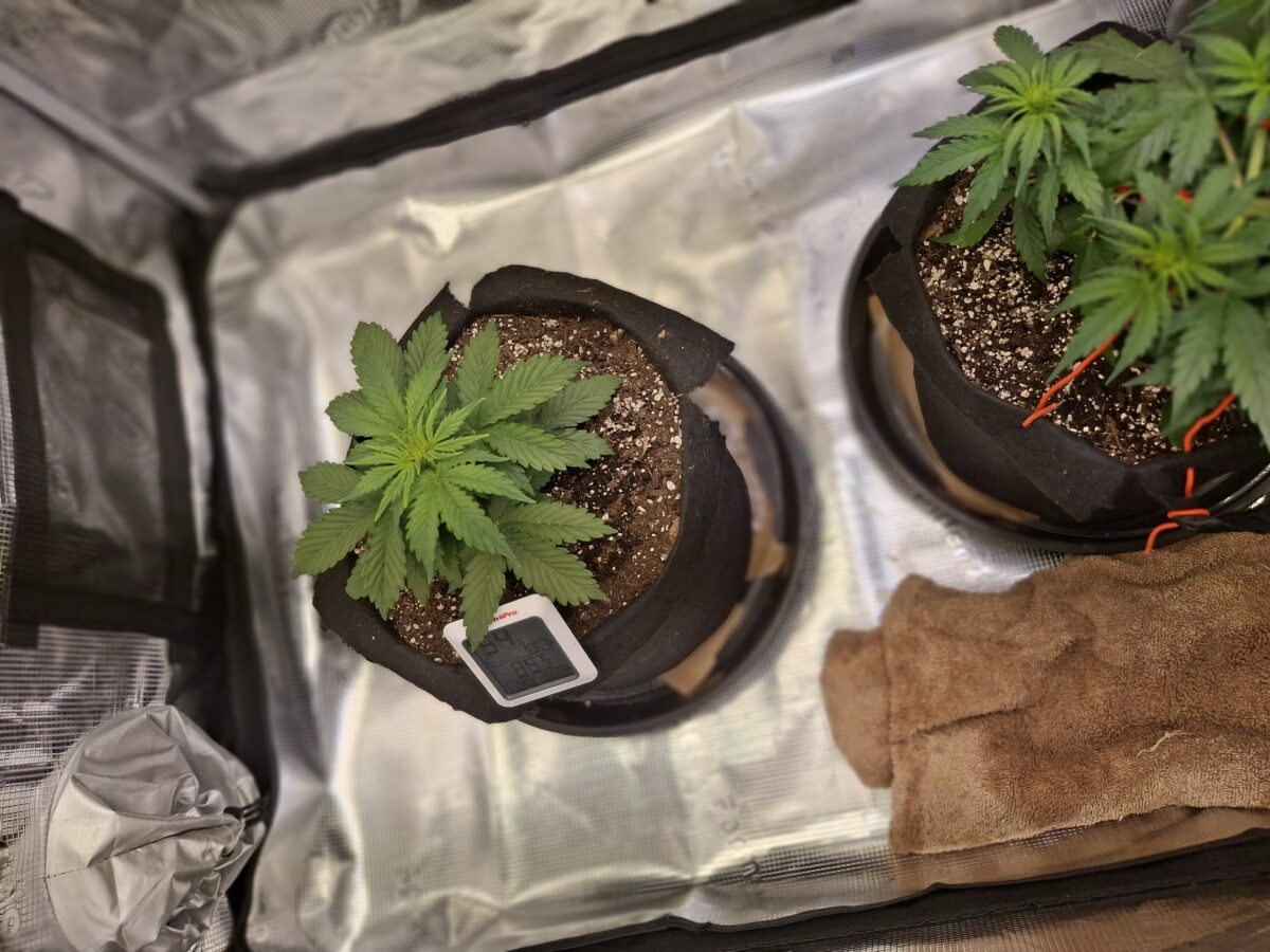 bbs-grow-diaries/week-554294-diary-548592-user-47707-6990d8d8762ce