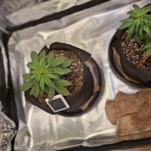 Vegetation Week - 4 - Lemon Skunk Autoflower - 5