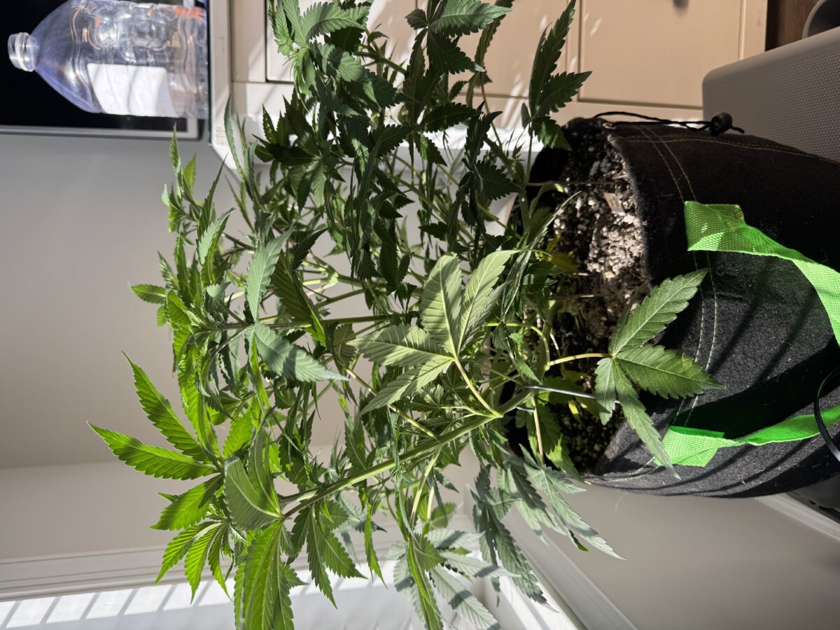 bbs-grow-diaries/week-554330-diary-553735-user-46493-69912e952462c