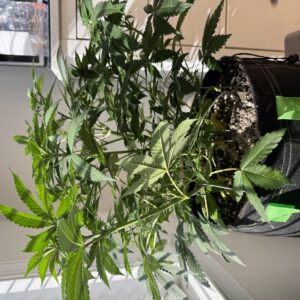 Vegetation Week - 6 - Reeze McFlurry - 1