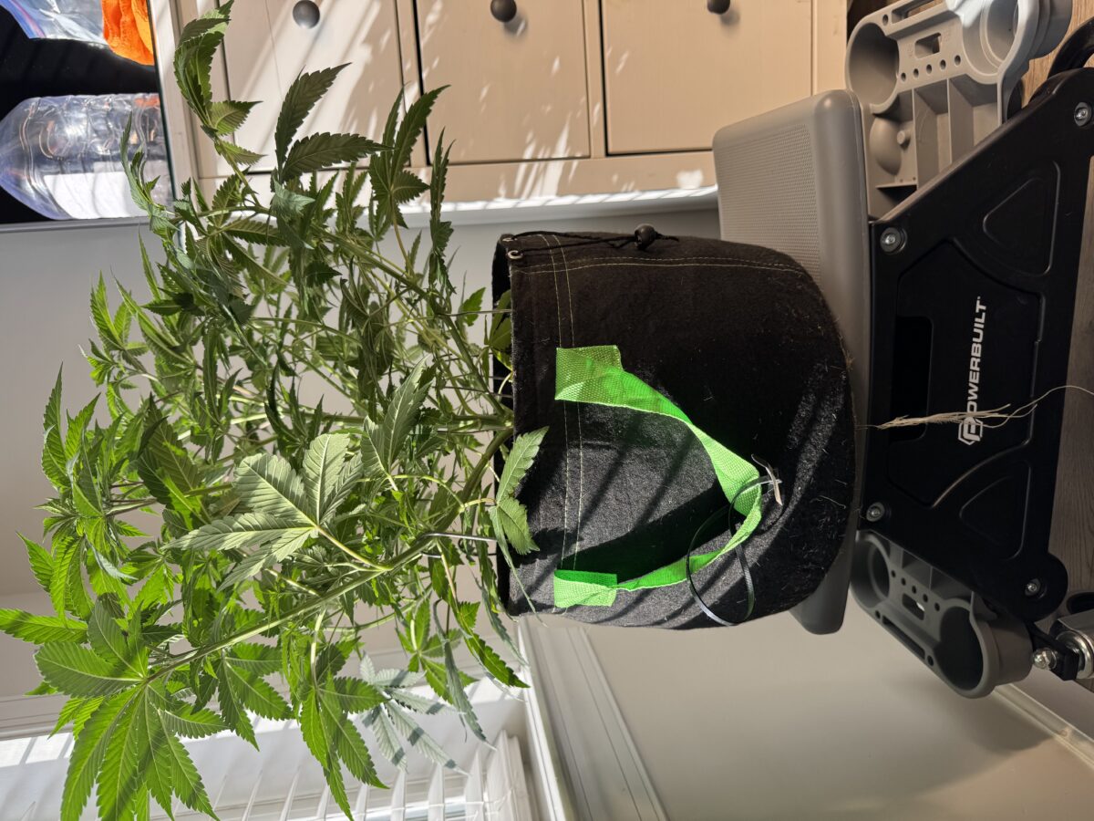 bbs-grow-diaries/week-554330-diary-553735-user-46493-69912e9791b6e