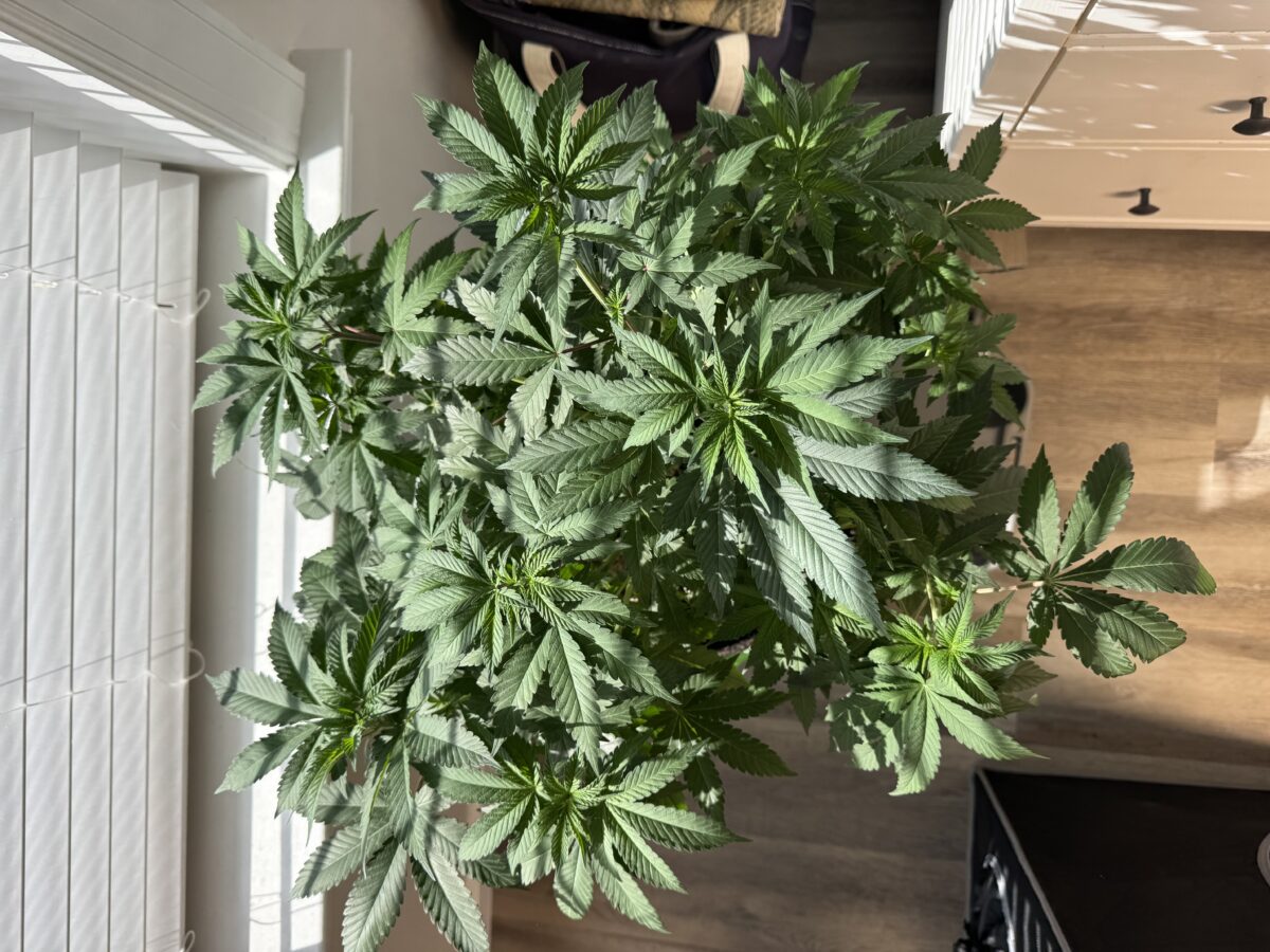 bbs-grow-diaries/week-554330-diary-553735-user-46493-69912e9a2654b