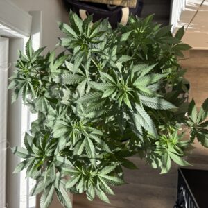 Reeze McFlurry - Vegetation Week - 6