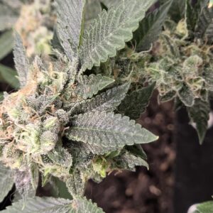 Flowering Week - 14 - Fat Bastard - 1