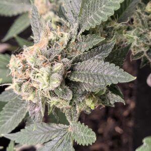 Flowering Week - 14 - Fat Bastard - 2