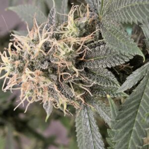 Flowering Week - 14 - Fat Bastard - 3