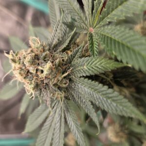 Flowering Week - 14 - Fat Bastard - 4