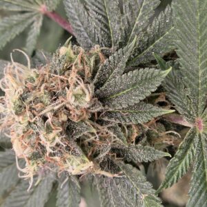 Fat Bastard - Flowering Week - 14