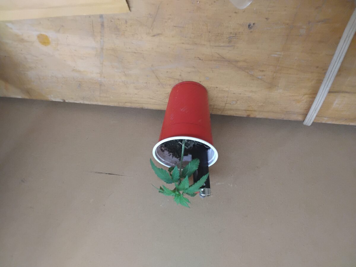 bbs-grow-diaries/week-554817-diary-551228-user-7727-6994fadd05121