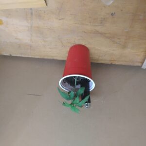 Bubble Gum Sherb - Vegetation Week - 3