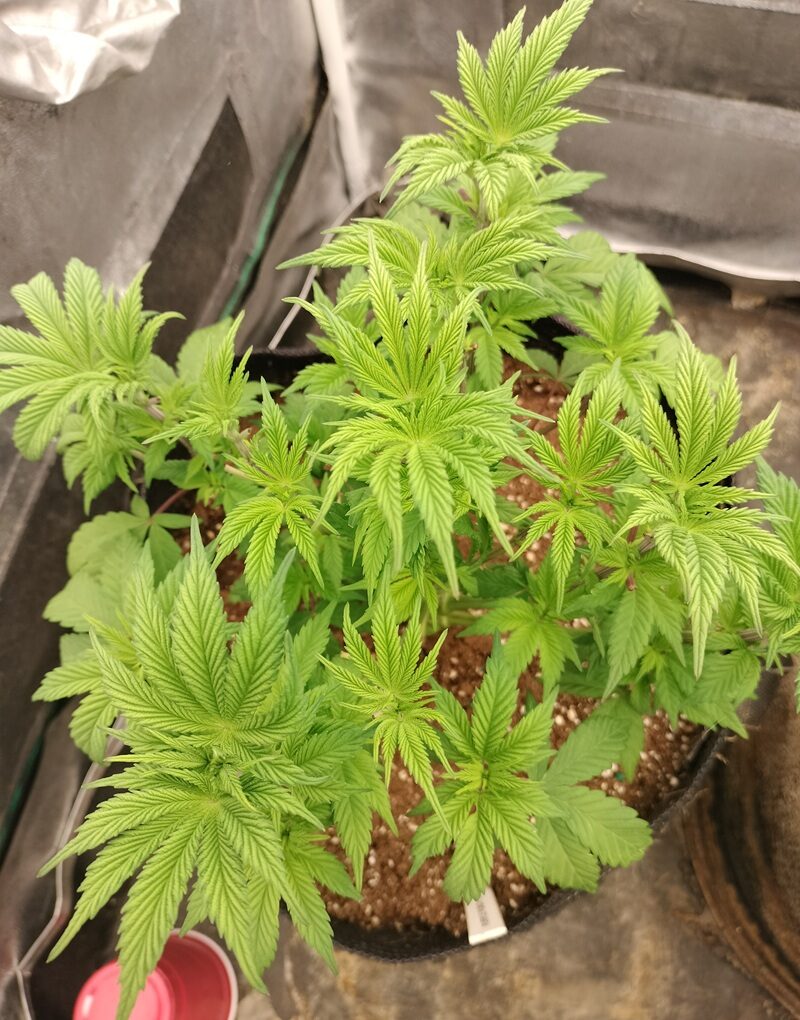 bbs-grow-diaries/week-555188-diary-542789-user-9188-699770cb14846