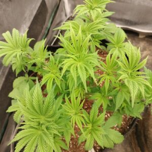 Flowering Week - 7 - Purple Punch - 1