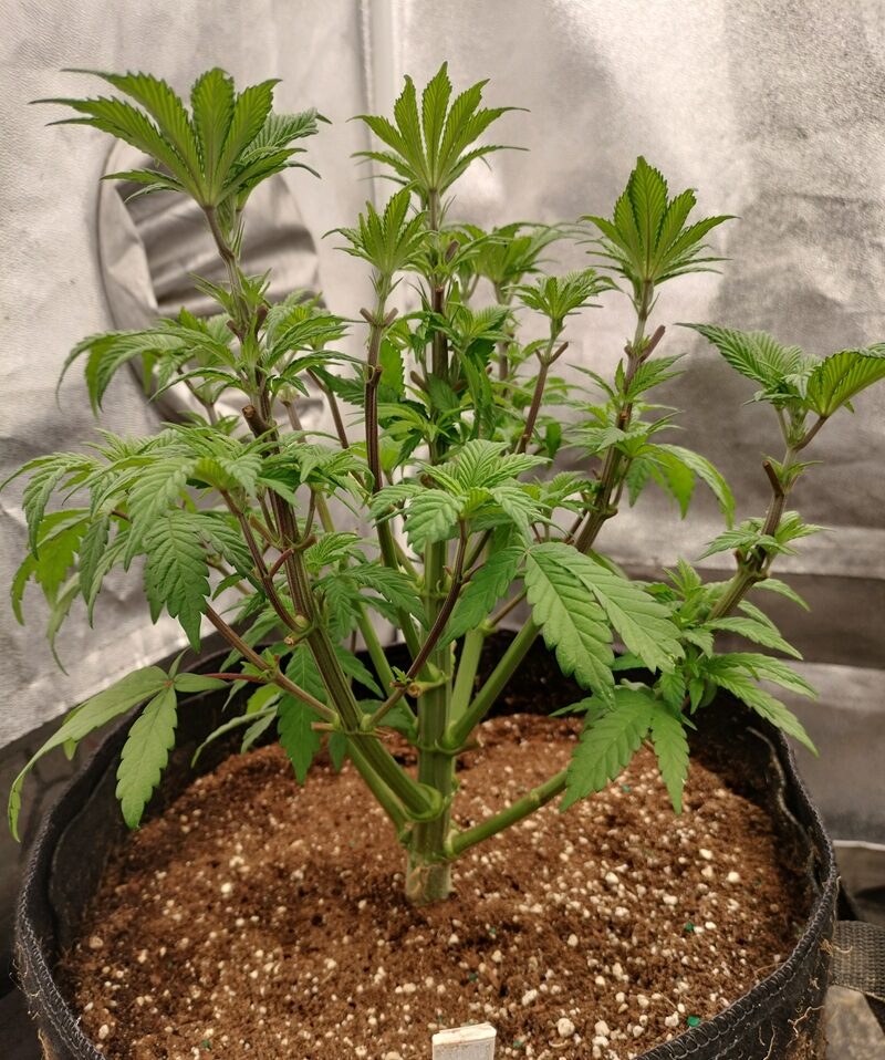 bbs-grow-diaries/week-555188-diary-542789-user-9188-699770cca0f89