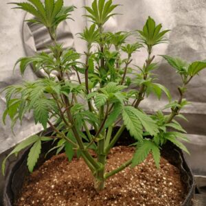 Purple Punch - Flowering Week - 7