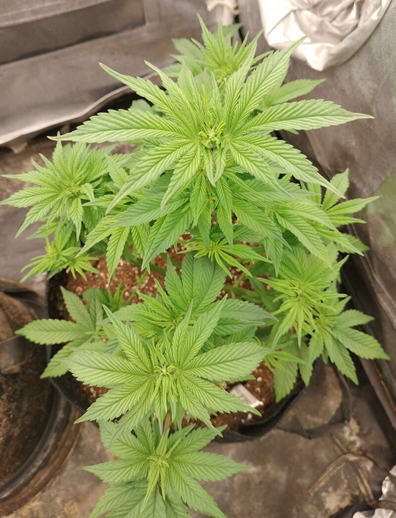 bbs-grow-diaries/week-555189-diary-542782-user-9188-699771416d0df