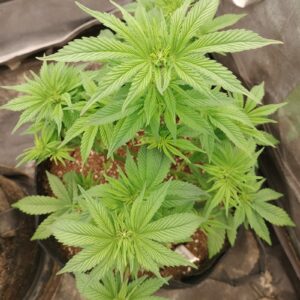 Flowering Week - 7 - Cereal Milk - 1