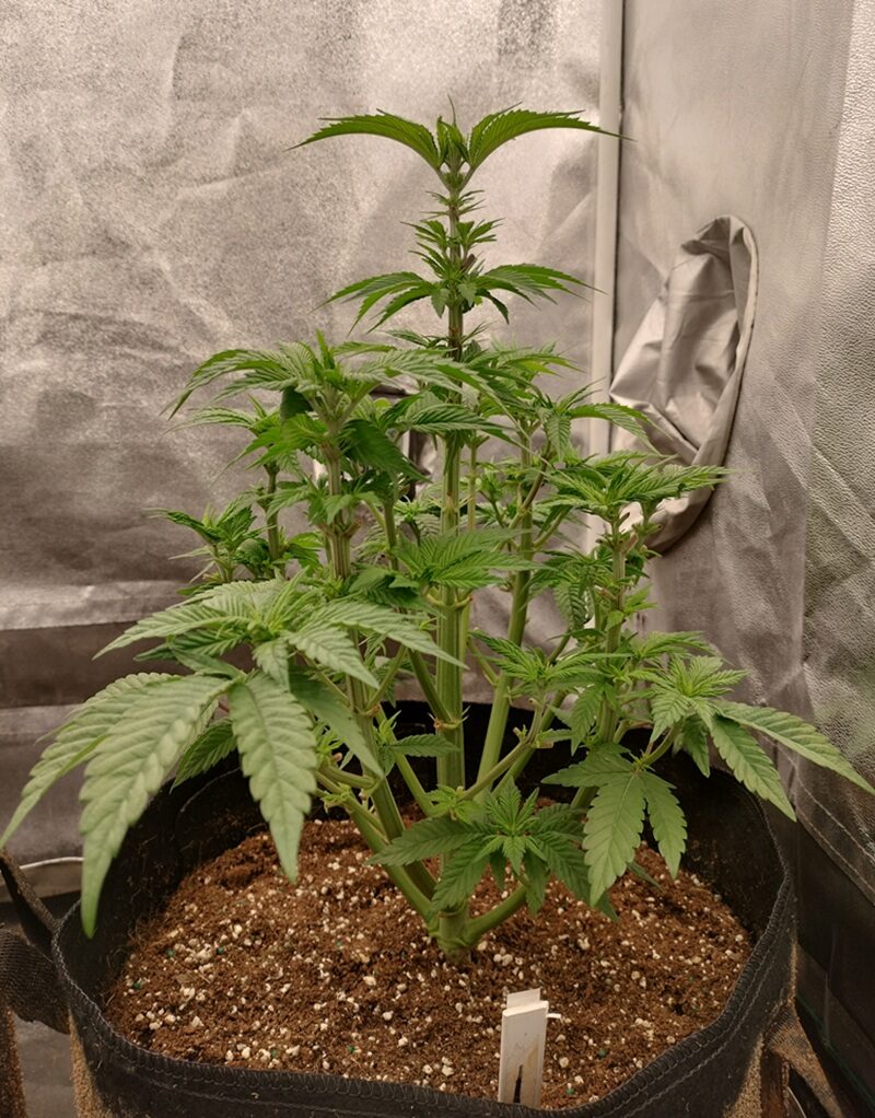 bbs-grow-diaries/week-555189-diary-542782-user-9188-69977142a2e00