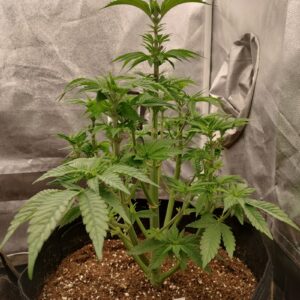 Cereal Milk - Flowering Week - 7