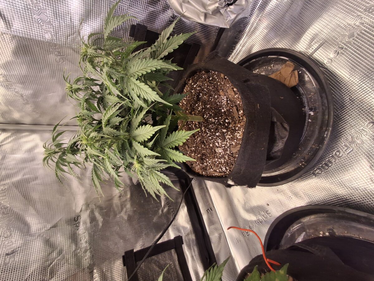 bbs-grow-diaries/week-555209-diary-548592-user-47707-6997c33da95d8