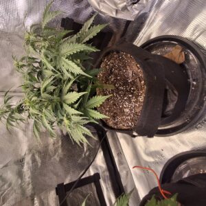 bbs-grow-diaries/week-555209-diary-548592-user-47707-6997c33da95d8