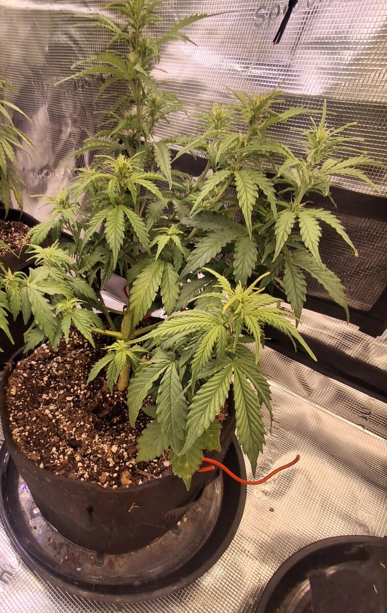 bbs-grow-diaries/week-555209-diary-548592-user-47707-6997c34000918