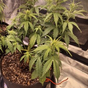 bbs-grow-diaries/week-555209-diary-548592-user-47707-6997c34000918