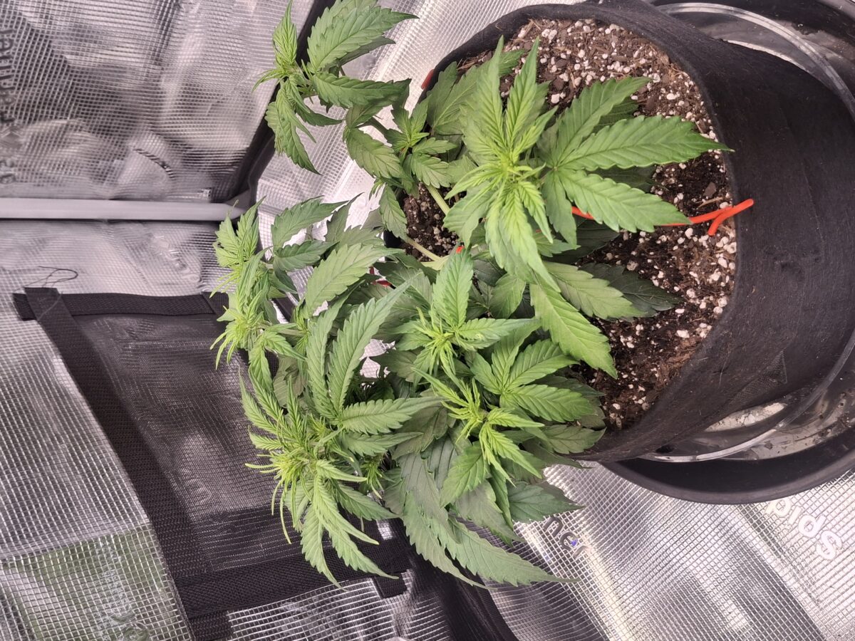 bbs-grow-diaries/week-555209-diary-548592-user-47707-6997c341d8d82