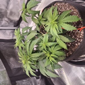 bbs-grow-diaries/week-555209-diary-548592-user-47707-6997c341d8d82