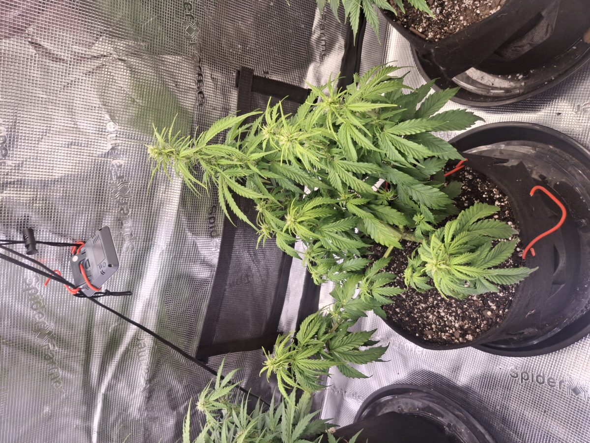 bbs-grow-diaries/week-555209-diary-548592-user-47707-6997c3440d5ec