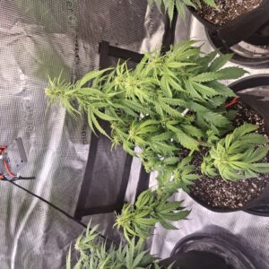 bbs-grow-diaries/week-555209-diary-548592-user-47707-6997c3440d5ec