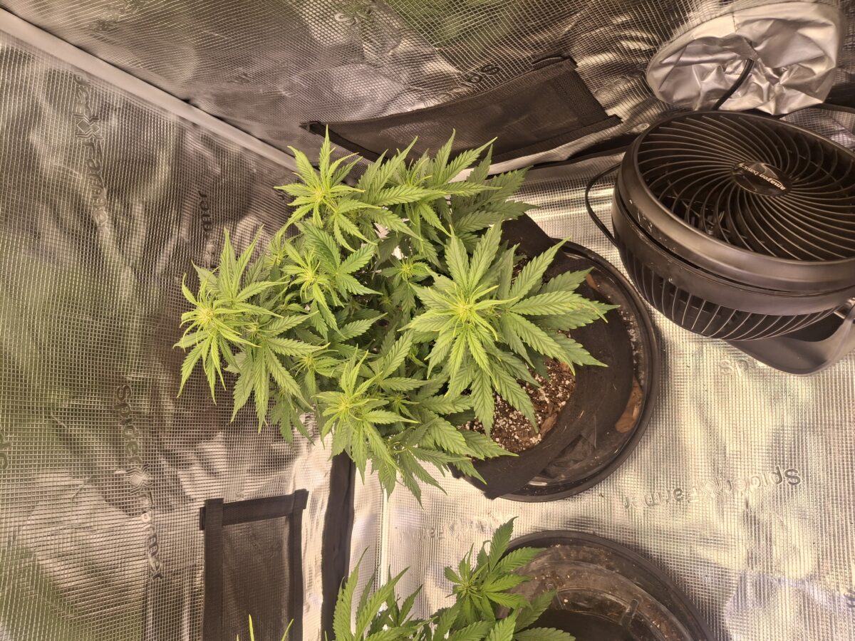 bbs-grow-diaries/week-555209-diary-548592-user-47707-6997c346880a6