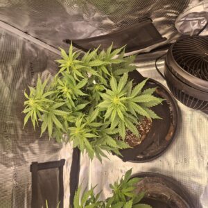 bbs-grow-diaries/week-555209-diary-548592-user-47707-6997c346880a6