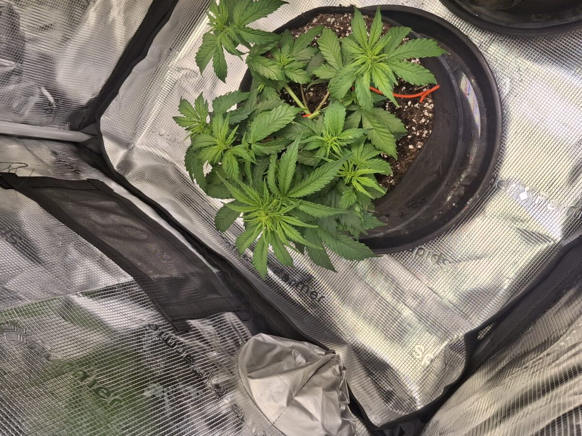 bbs-grow-diaries/week-555209-diary-548592-user-47707-6997c348bd13e