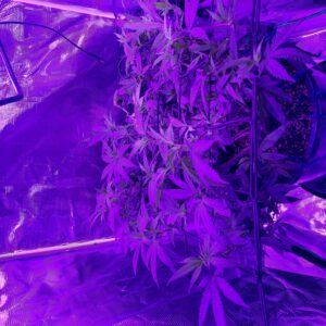 Fat Bastard - Flowering Week - 20