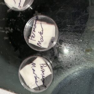 Blackberry Moonrocks - Germination Week - 0