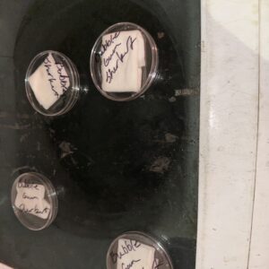 Bubble Gum Sherb - Germination Week - 0