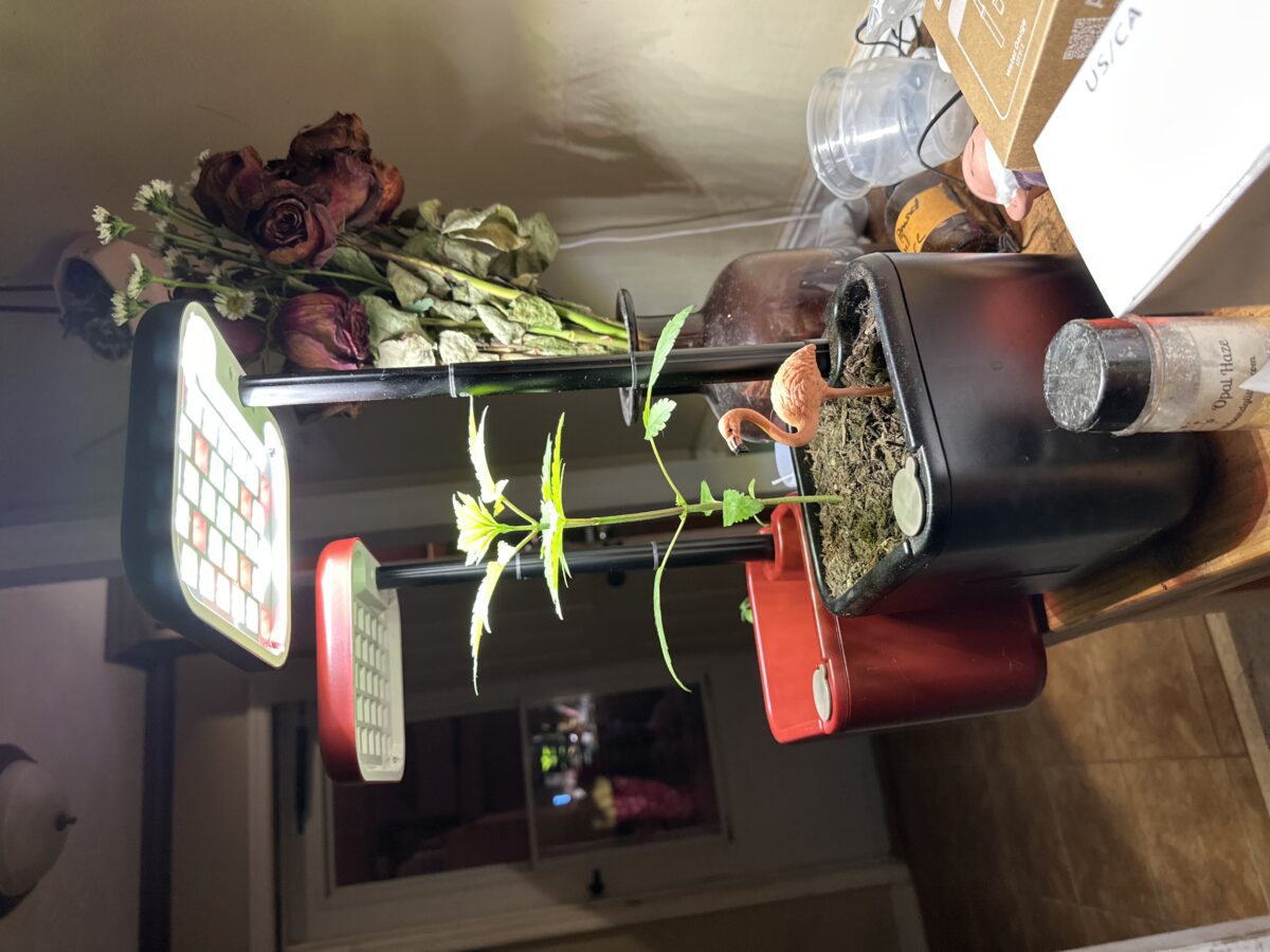 bbs-grow-diaries/week-555545-diary-555544-user-46933-699b857230185