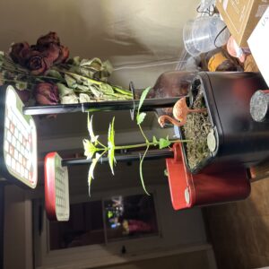 Forbidden Runtz Auto - Vegetation Week - 4