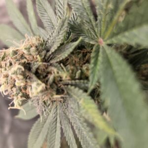 Flowering Week - 15 - Fat Bastard - 1