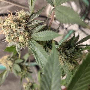 Flowering Week - 15 - Fat Bastard - 6