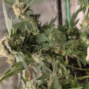 Flowering Week - 16 - Fat Bastard - 3