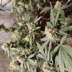 Flowering Week - 16 - Fat Bastard - 5