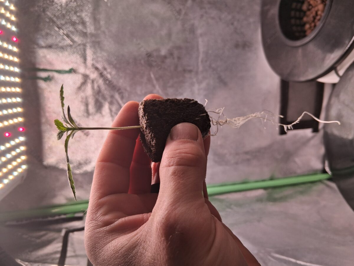 bbs-grow-diaries/week-555701-diary-554197-user-39792-69a2755600d3f