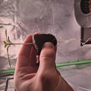 bbs-grow-diaries/week-555701-diary-554197-user-39792-69a2755600d3f