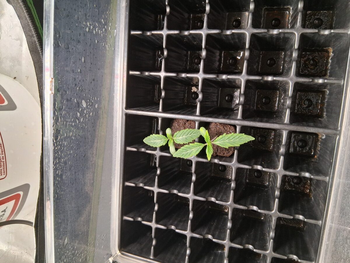 bbs-grow-diaries/week-555701-diary-554197-user-39792-69a2755864bcd