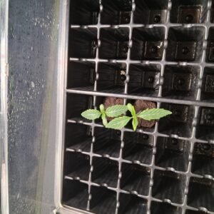 bbs-grow-diaries/week-555701-diary-554197-user-39792-69a2755864bcd