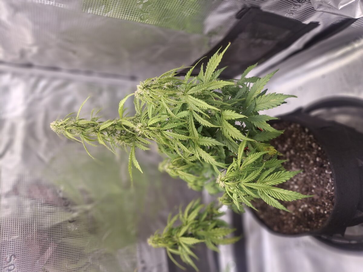 bbs-grow-diaries/week-555931-diary-548592-user-47707-699eff9365511