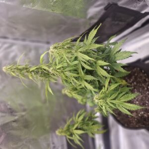 bbs-grow-diaries/week-555931-diary-548592-user-47707-699eff9365511